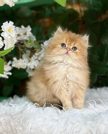 Персидская