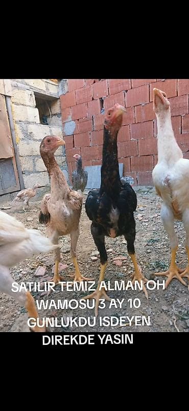 cins dana: Toyuq, Damazlıq — 6