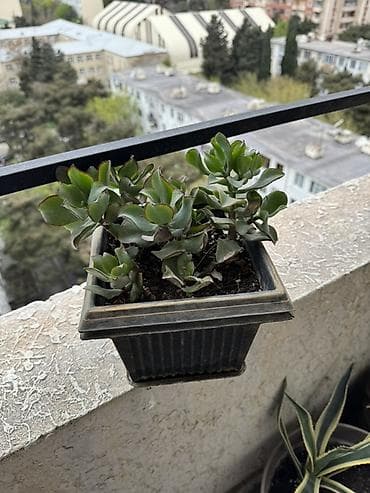 Bitki satışı – Sansevieria (Qaynanadili), sukkulentlər və kaktuslar — 6