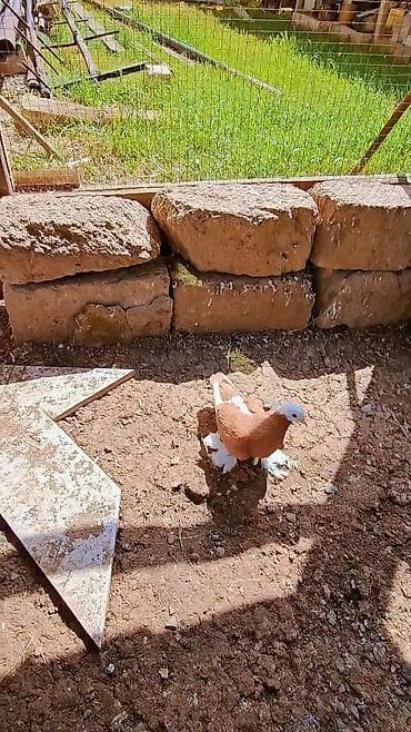 qirmizi bas goyercin: Cins göyərçin – qırmızı-ağ rəngli, başı ağ, qanad uclarında və — 3