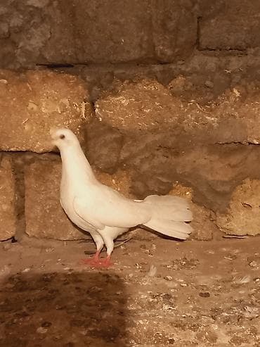 quslar: Salam temiz eni quyurugdu baladi — 3