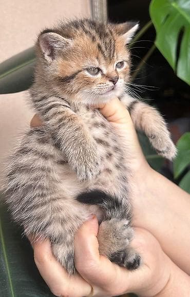 ordek sekilleri: Britan — 4