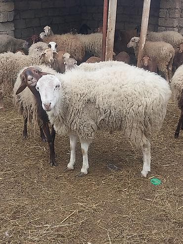 tap az pitbull: 400 manatda 750 manata kimi var — 10