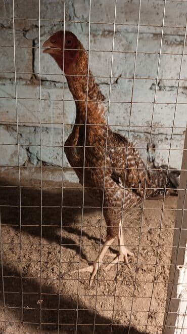 переноска для животных: Курица, Для разведения, Самовывоз — 7