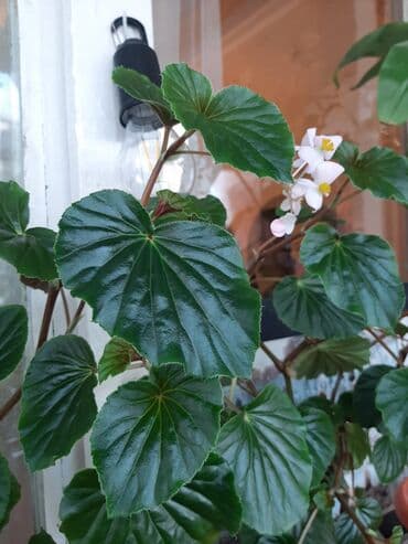 gül dibçəkləri: Beqonya gulu tez coxalir baxmaq asandir.Qeseng enli yarpaqlari var.1i — 3