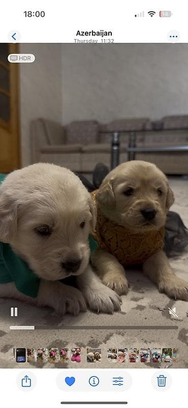 sirin it sekilleri: Retriever — 1