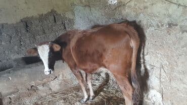 sudluk inekler: Dana, buzov, Dişi, ay: 1, Damazlıq, Ünvandan götürmə — 1