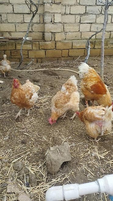 goyercin satilir: Temiz qan lohmann brown toyugunun mayali yumurtasi 1.5 man satilir — 4