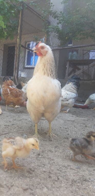 купить кур: Курица, Для яиц, Самовывоз — 5