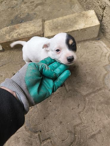 ağ afcarka: Zvonok, 2 ay, Erkek, Ünvandan götürmə — 7