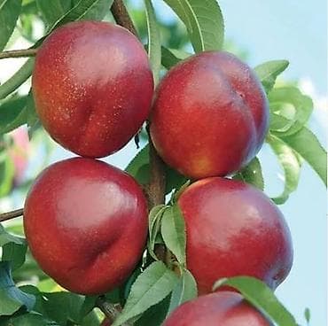 agac tingleri: Ting satışı Şaftalı və Nektarin Sort Contessa - yastı şaftalı Sort — 2