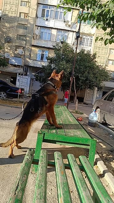 basenc itləri: Alman çoban iti, 9 ay, Dişi, Ünvandan götürmə — 2
