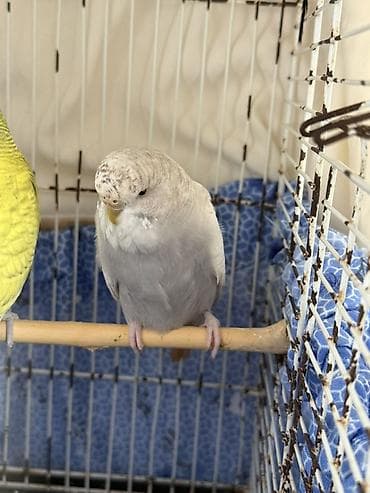 tutuquş: Cute haxir cex quslar 1illik -20 azn 1,5 illik-25azn iri quşlardı ve — 9