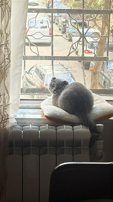 siyan pişik: Şotland yastı qulaq — 2