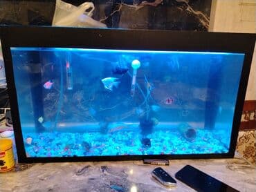 nərə balığı: Akvaryum dəsti – tam işlək komplekt - Şüşə akvarium, düzbucaqlı — 4