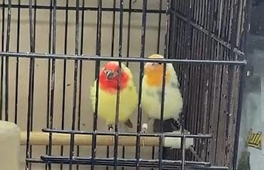 quş papuqay: Cüt satılır — 2