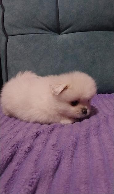 husky satisi: Şpitz, 2 ay, Erkek — 7