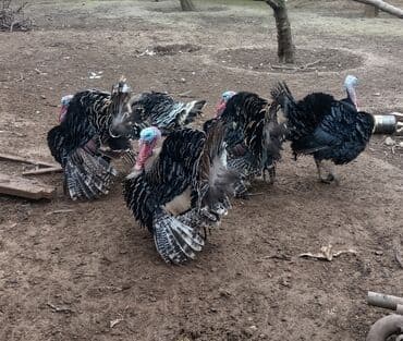 Коровы, быки: Məhsul: Hinduşka sürüsü Təsvir: - Şəkillərdə iri cüssəli, rəngbərəng — 3