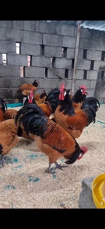 cücə və xoruz təmsil: Toyuq, Damazlıq — 6