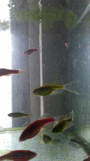 cins ineklerin qiymeti: 1 azn danio.Zabrat 1.Optavoy 70 qəpik — 1