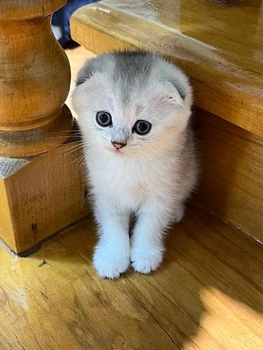 голд шиншилла: Шиншилла, Самец — 7