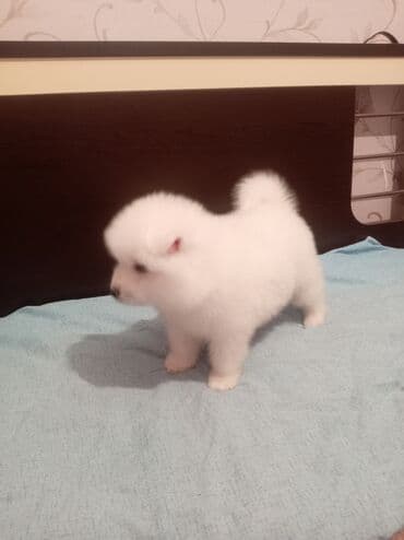 samoyed qiyməti: Samoyed — 1