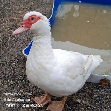 Mal-qara: Satilir təmiz heyvanlardi — 6