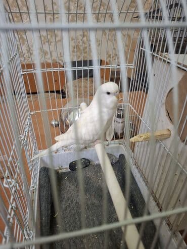 Амадины: Tam saglam papuqaydi. Bilen bilir ki bu reng retki rengdi ve bala — 3