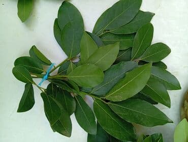 Meyvə və giləmeyvə: Məhsul: Dəfnə yarpağı (Laurus nobilis) İsmayilli rayon, öz — 3