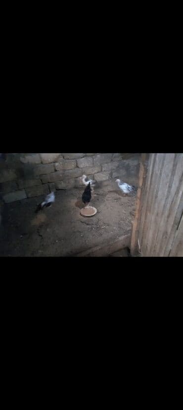 gence toyuq cuce: Məhsul: kənd təsərrüfatı quşları – xoruz və bir neçə cücülər Təsvir — 1