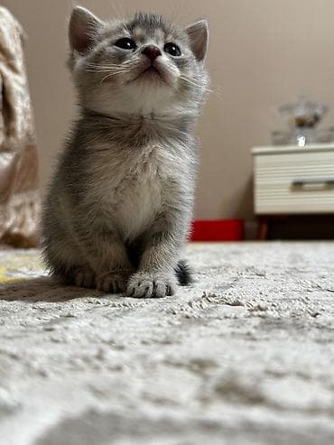 barter heyvanlar: Erkək, Dişi, Yaxşı əllərə, Ünvandan götürmə, Pulsuz çatdırılma, Ödənişli çatdırılma — 4