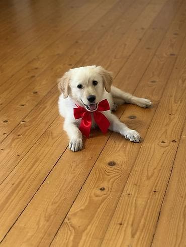 paroda itlerin satisi: Retriever, 3 ay, Erkek — 2