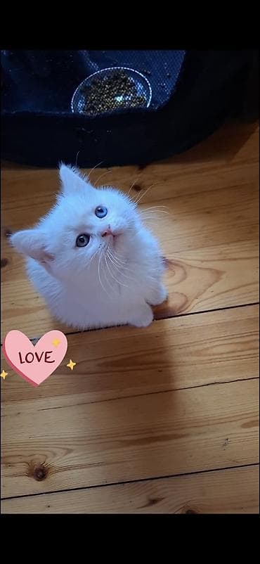 шотландская вислоухая кошка цена: Шотладская вислоухая, Самец — 2