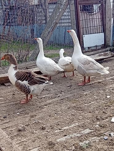 inek bala: Dişi, Damazlıq — 1