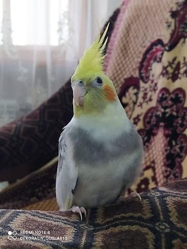 it aliram bakida: Salam. Diqqet alarken temizliye fikir verin///////// sultan adi ile — 1