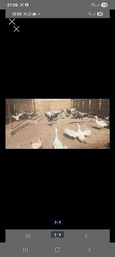 yumurtlayan toyuqlar satilir: Qaz və ördək sürüsü 1yasi olmaz hec 11 eded qazdir yumurtayir damazliq — 1