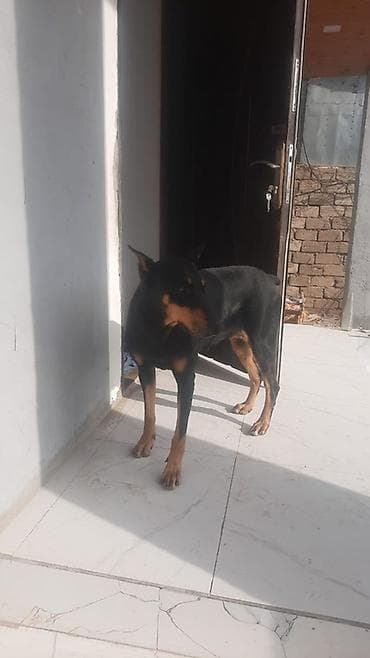 Digər heyvanlar: Doberman — 3