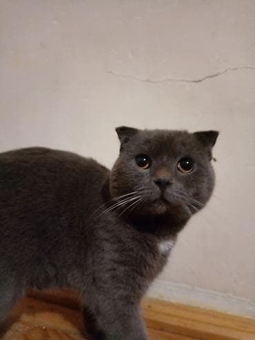 pişik sortu: Şotland, Erkək — 4