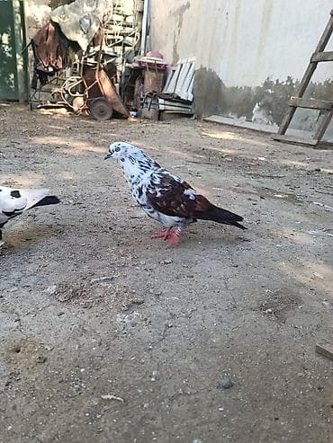 sarı quş: Satılır. hazır cüt. Bala veriblər. Balaya ela baxır. Qiymət cütüne — 2