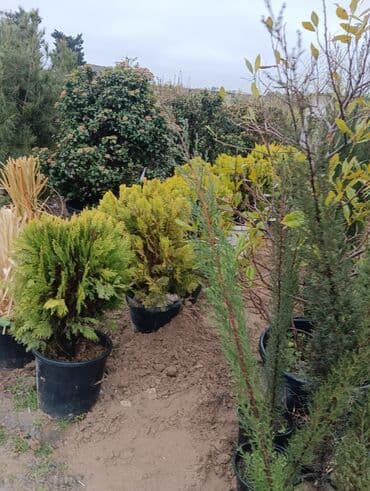 lipa ağacı: Gul cicek agaclarin satisi torf gubresi satilir 300den yuxari alana — 9