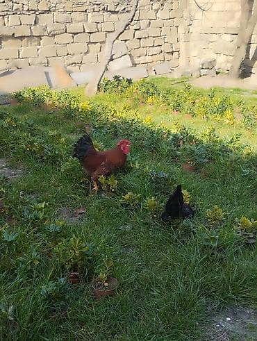 Atlar: Təsvir: - Qırmızı-qara rəngli, iri daraqlı və quyruğu parlaq tüklü — 2