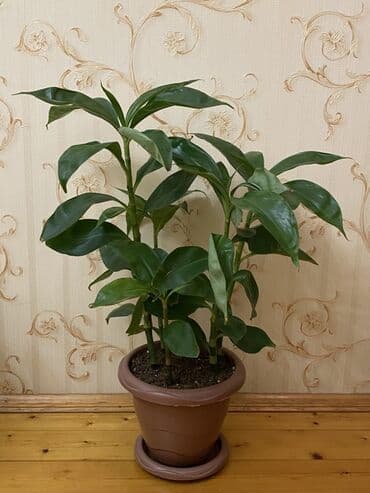 ev gullerinin satisi: Otaq bitkisi – Drasena (Dracaena fragrans tipli), dekorativ iri — 1