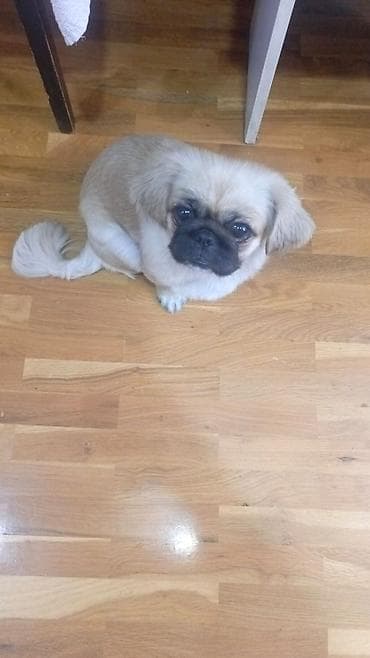 pekinez qiymeti: Pekines — 4