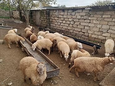dorper qoyunu satilir: Qurbanlıq quzu satılır! — 1
