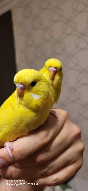 bengal pişiyi qiymeti: Tam sarıdırlar, bir ay yarımlıqdırlar. Ələ öyrəşdirmişəm. Ataları — 2