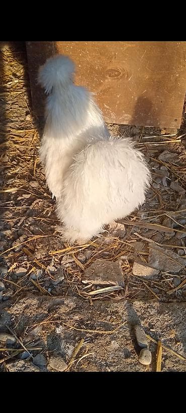 yumurtayan toyuq: Toyuq, Damazlıq — 3