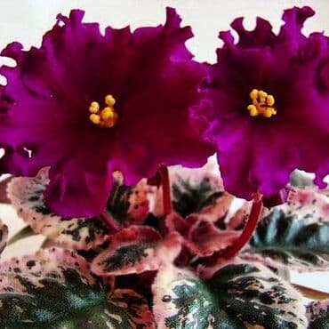 bənövşəyi gül şəkilləri: 5,6 m starter — 12