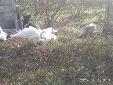 cins ineklerin qiymeti: Salam aleykum. Satışda bir cüt ağ, bir dənə qaraqanad dərəsi var — 9