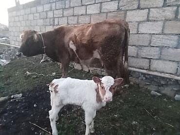 gəncə toyuq satan: Satış: inək buzovu ilə - Növ: yerli südlük-ətlik tip inək - Rəng — 3