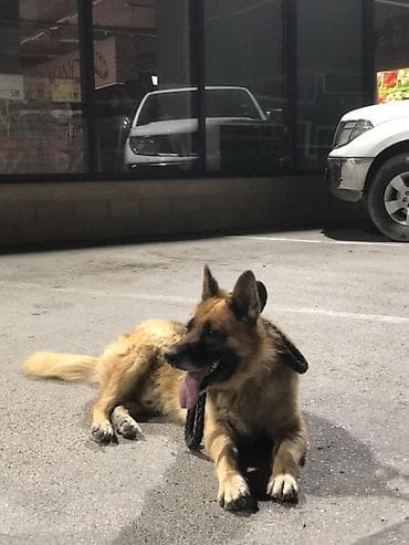 xaski it: Alman çoban iti — 2